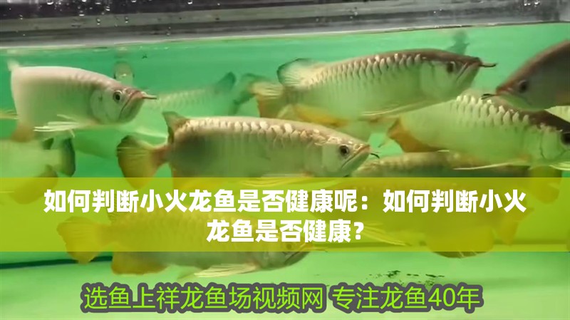 給大魚缸換水的作文:體驗給大魚缸換水的樂趣:體驗給大魚缸換水:給大魚缸換水的作文 如何判斷小火龍魚是否健康呢:如何判斷小火龍魚是否健康? 水族問答 如何判斷小火龍魚是否健康呢:如何判斷小火龍魚是否健康? 如何判斷小火龍魚是否健康呢:如何判斷小火龍魚是否健康? 水族問答