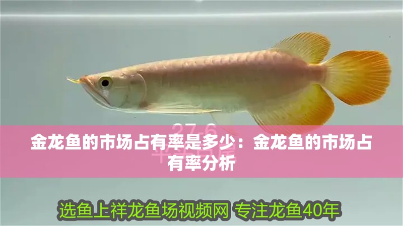 金龍魚的市場占有率是多少：金龍魚的市場占有率分析
