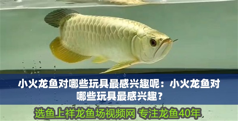 小火龍魚對哪些玩具最感興趣呢：小火龍魚對哪些玩具最感興趣？