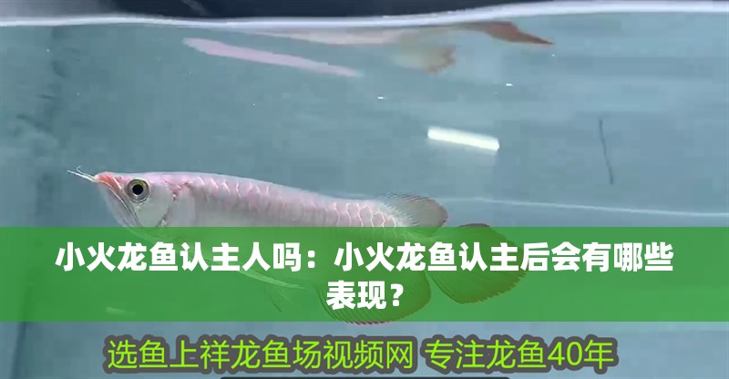 小火龍魚認(rèn)主人嗎：小火龍魚認(rèn)主后會有哪些表現(xiàn)？ 小火龍魚認(rèn)主人嗎：小火龍魚認(rèn)主后會有哪些表現(xiàn)？ 水族問答