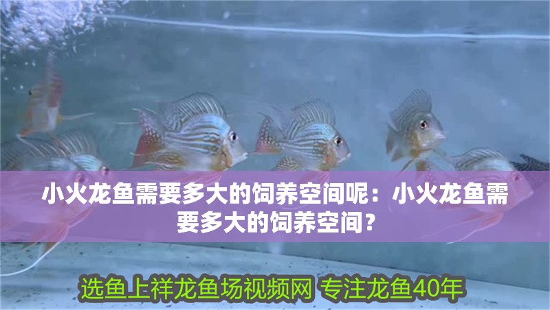 小火龍魚需要多大的飼養空間呢：小火龍魚需要多大的飼養空間？ 小火龍魚需要多大的飼養空間呢：小火龍魚需要多大的飼養空間？ 水族問答