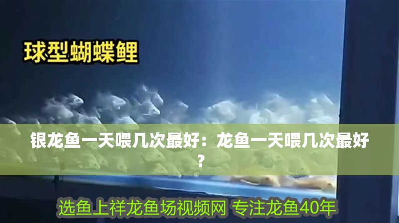 銀龍魚一天喂幾次最好：龍魚一天喂幾次最好？