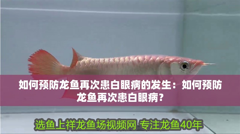 如何預防龍魚再次患白眼病的發(fā)生：如何預防龍魚再次患白眼病？