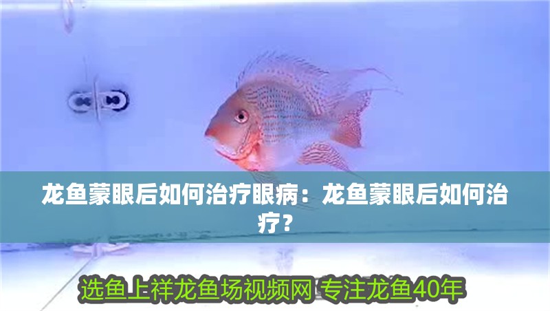 龍魚蒙眼后如何治療眼病：龍魚蒙眼后如何治療？