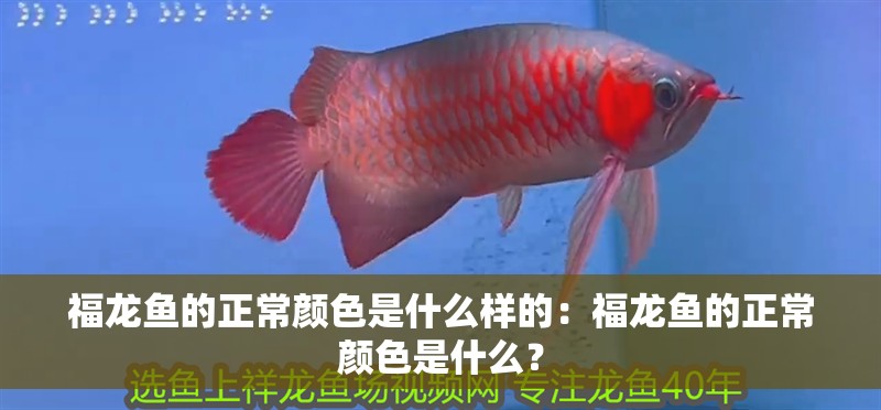 福龍魚的正常顏色是什么樣的：福龍魚的正常顏色是什么？