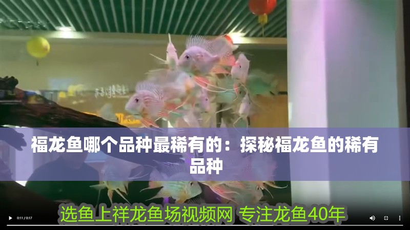 福龍魚哪個品種最稀有的：探秘福龍魚的稀有品種