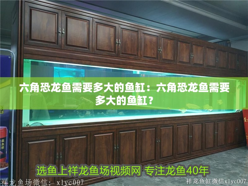 六角恐龍魚需要多大的魚缸：六角恐龍魚需要多大的魚缸？