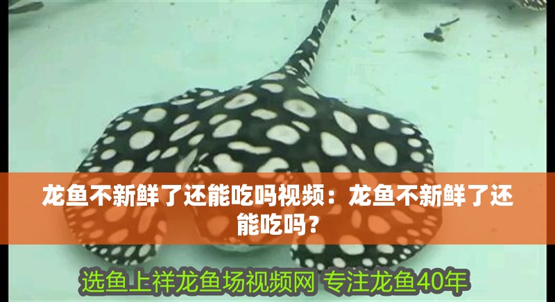 龍魚不新鮮了還能吃嗎視頻：龍魚不新鮮了還能吃嗎？