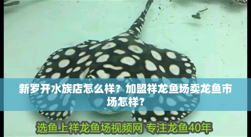 新羅開水族店怎么樣？加盟祥龍魚場賣龍魚市場怎樣？ 新羅開水族店怎么樣？加盟祥龍魚場賣龍魚市場怎樣？ 水族館百科（水族館加盟）