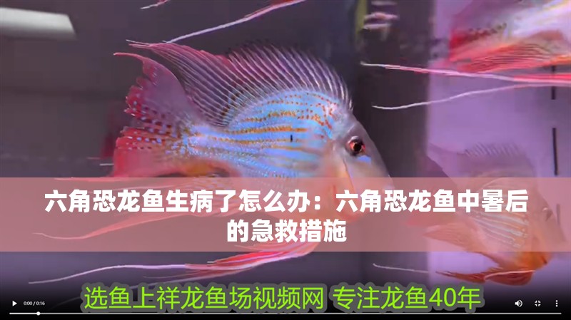 六角恐龍魚生病了怎么辦：六角恐龍魚中暑后的急救措施