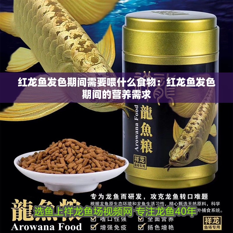 紅龍魚發色期間需要喂什么食物：紅龍魚發色期間的營養需求 紅龍魚發色期間需要喂什么食物：紅龍魚發色期間的營養需求 水族問答