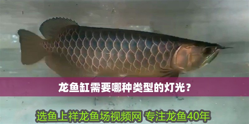 龍魚缸需要哪種類型的燈光？