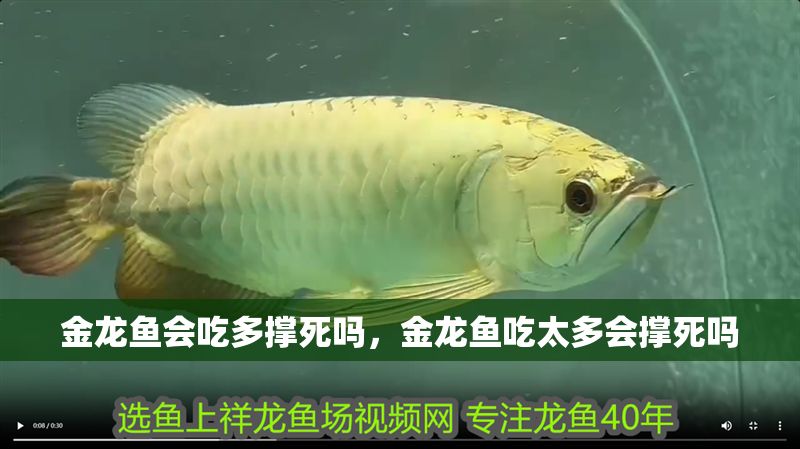 金龍魚會吃多撐死嗎，金龍魚吃太多會撐死嗎