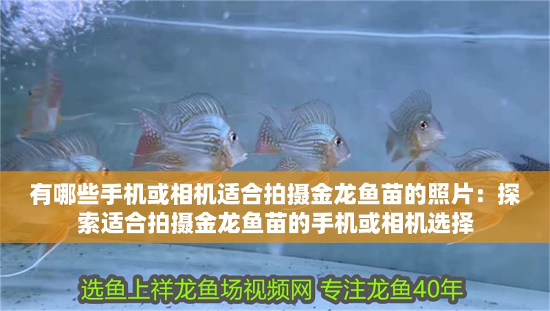 有哪些手機或相機適合拍攝金龍魚苗的照片：探索適合拍攝金龍魚苗的手機或相機選擇 有哪些手機或相機適合拍攝金龍魚苗的照片：探索適合拍攝金龍魚苗的手機或相機選擇 水族問答