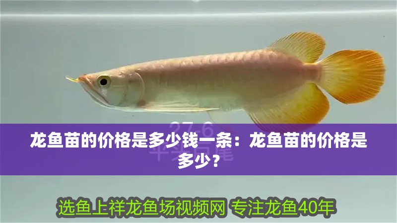 龍魚苗的價格是多少錢一條：龍魚苗的價格是多少？