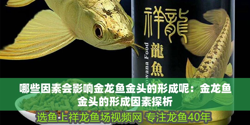哪些因素會影響金龍魚金頭的形成呢：金龍魚金頭的形成因素探析 哪些因素會影響金龍魚金頭的形成呢：金龍魚金頭的形成因素探析 水族問答