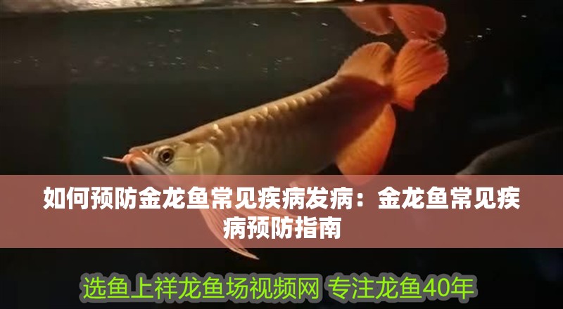 如何預防金龍魚常見疾病發病：金龍魚常見疾病預防指南