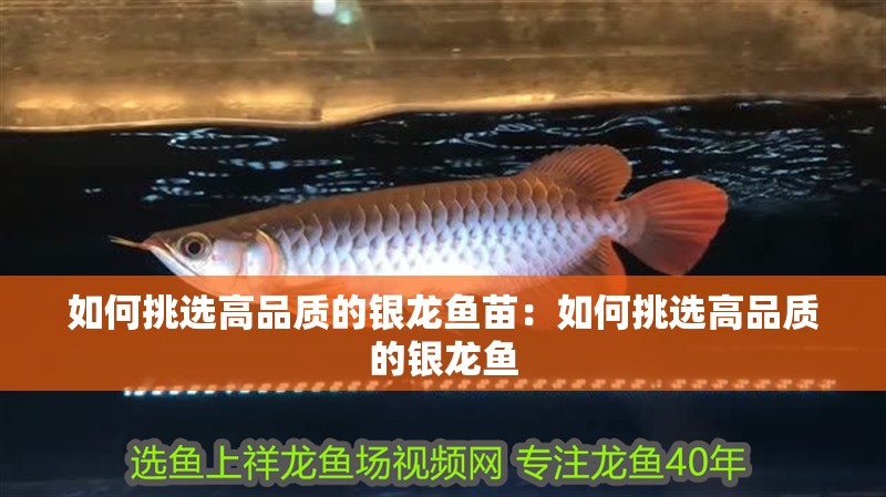 如何挑選高品質(zhì)的銀龍魚苗：如何挑選高品質(zhì)的銀龍魚