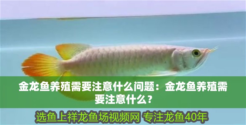 金龍魚養殖需要注意什么問題：金龍魚養殖需要注意什么？