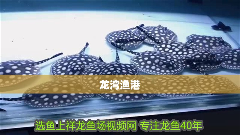 龍灣漁港 龍灣漁港 龍魚百科