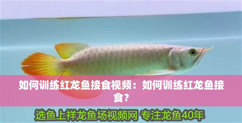 如何訓練紅龍魚接食視頻：如何訓練紅龍魚接食？