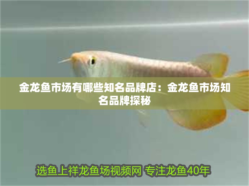 金龍魚市場有哪些知名品牌店：金龍魚市場知名品牌探秘