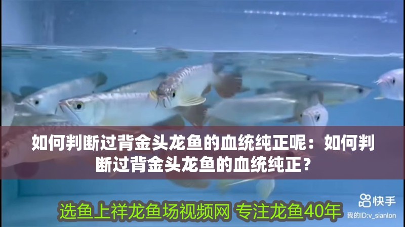 如何判斷過背金頭龍魚的血統(tǒng)純正呢：如何判斷過背金頭龍魚的血統(tǒng)純正？