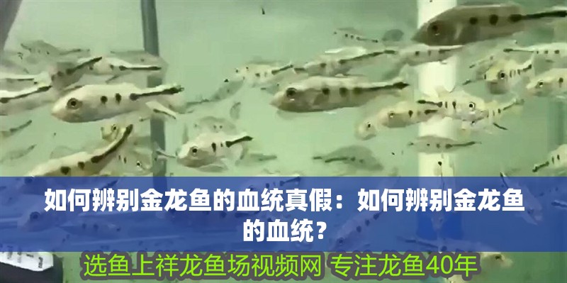 如何辨別金龍魚的血統真假：如何辨別金龍魚的血統？