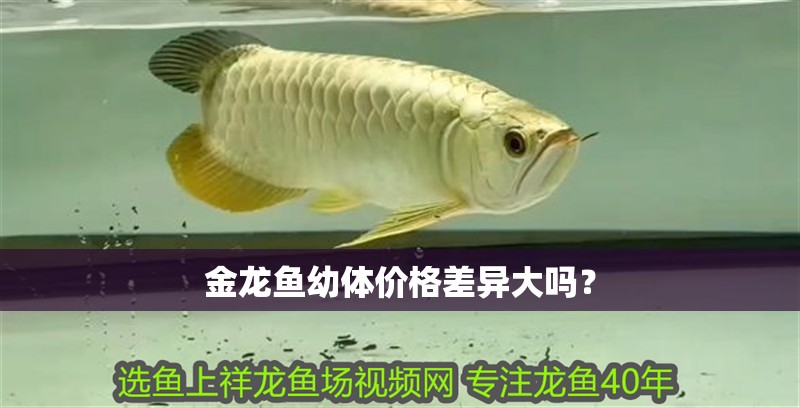 金龍魚幼體價(jià)格差異大嗎？