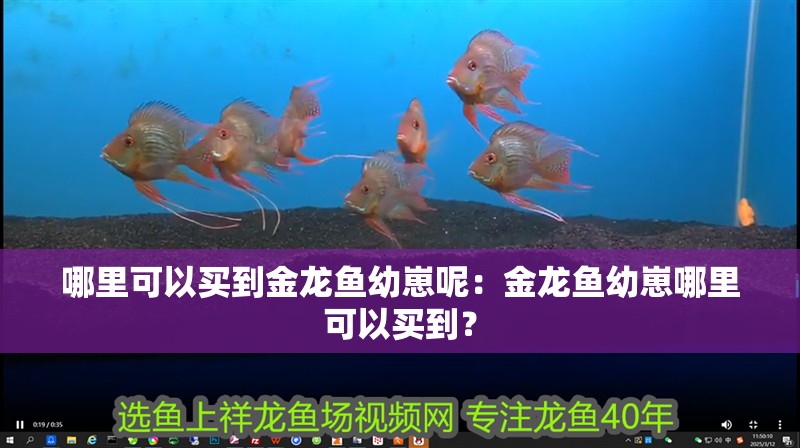 哪里可以買到金龍魚幼崽呢：金龍魚幼崽哪里可以買到？