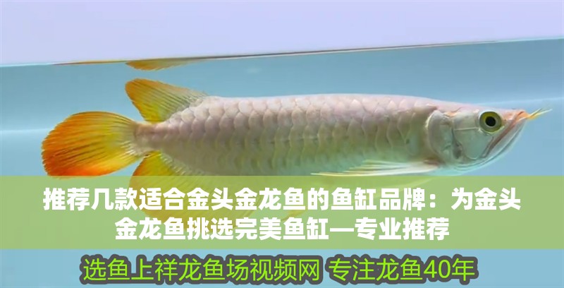 推薦幾款適合金頭金龍魚的魚缸品牌：為金頭金龍魚挑選完美魚缸—專業推薦