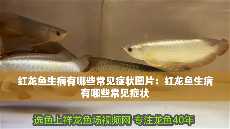 紅龍魚生病有哪些常見癥狀圖片：紅龍魚生病有哪些常見癥狀