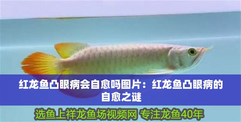 紅龍魚凸眼病會自愈嗎圖片：紅龍魚凸眼病的自愈之謎