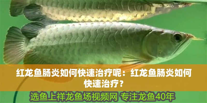 紅龍魚腸炎如何快速治療呢：紅龍魚腸炎如何快速治療？