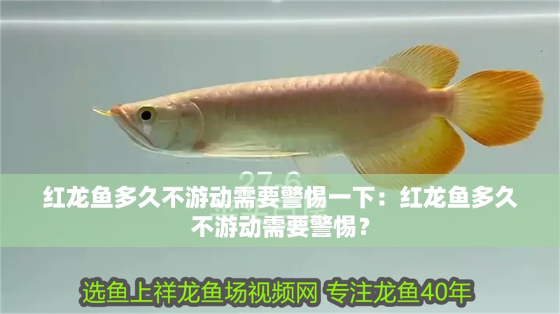 紅龍魚多久不游動需要警惕一下：紅龍魚多久不游動需要警惕？
