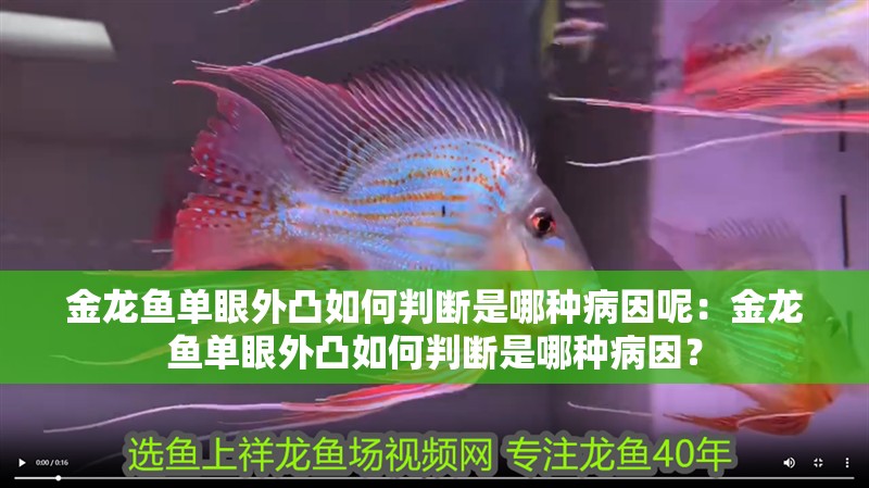 金龍魚單眼外凸如何判斷是哪種病因呢：金龍魚單眼外凸如何判斷是哪種病因？