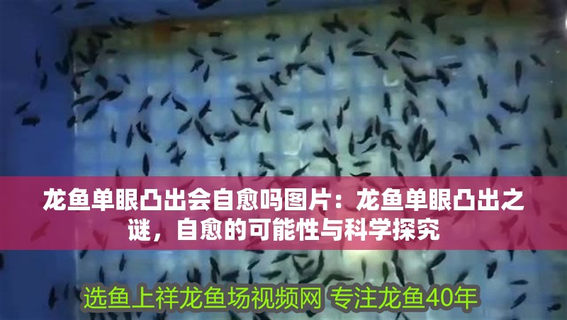 龍魚單眼凸出會(huì)自愈嗎圖片：龍魚單眼凸出之謎，自愈的可能性與科學(xué)探究
