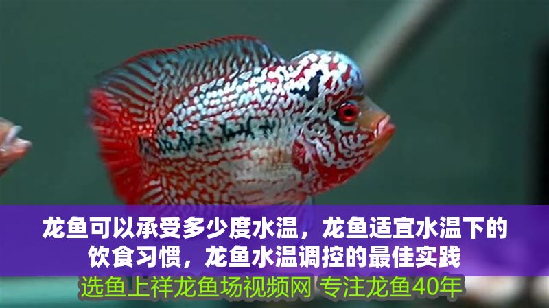 龍魚可以承受多少度水溫，龍魚適宜水溫下的飲食習慣，龍魚水溫調控的最佳實踐