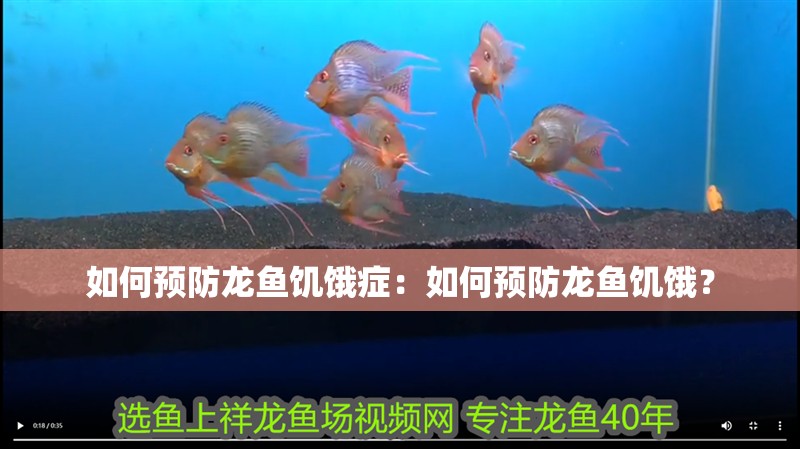 如何預(yù)防龍魚饑餓癥：如何預(yù)防龍魚饑餓？
