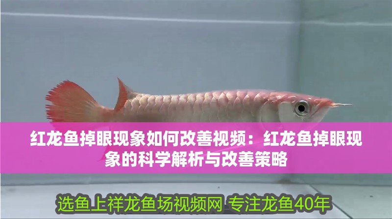 紅龍魚掉眼現象如何改善視頻：紅龍魚掉眼現象的科學解析與改善策略