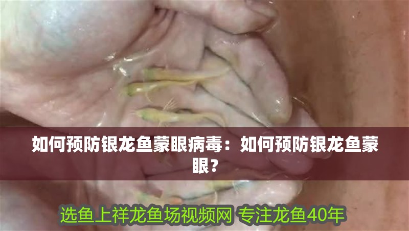 如何預(yù)防銀龍魚蒙眼病毒：如何預(yù)防銀龍魚蒙眼？