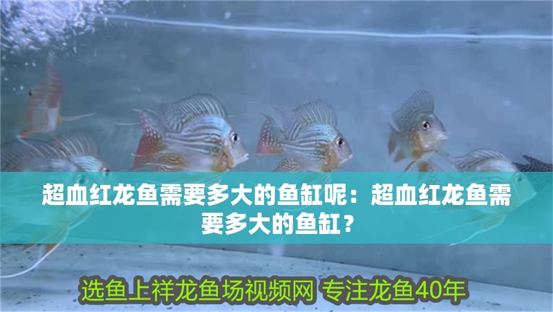 超血紅龍魚需要多大的魚缸呢：超血紅龍魚需要多大的魚缸？