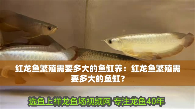 紅龍魚繁殖需要多大的魚缸養：紅龍魚繁殖需要多大的魚缸？
