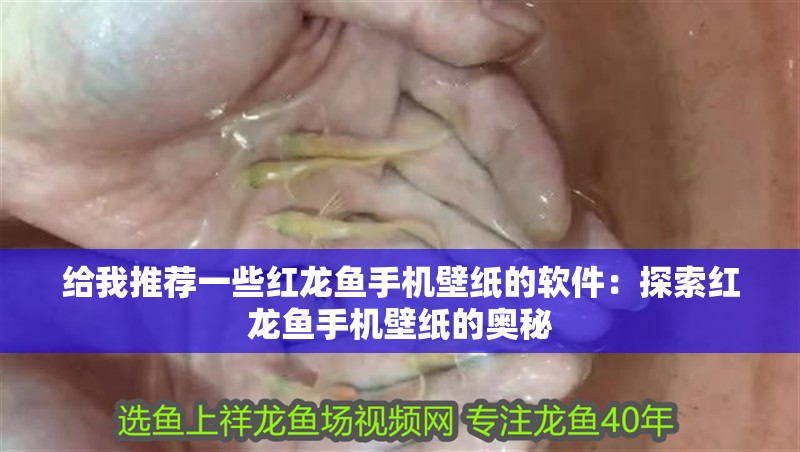 給我推薦一些紅龍魚(yú)手機(jī)壁紙的軟件：探索紅龍魚(yú)手機(jī)壁紙的奧秘