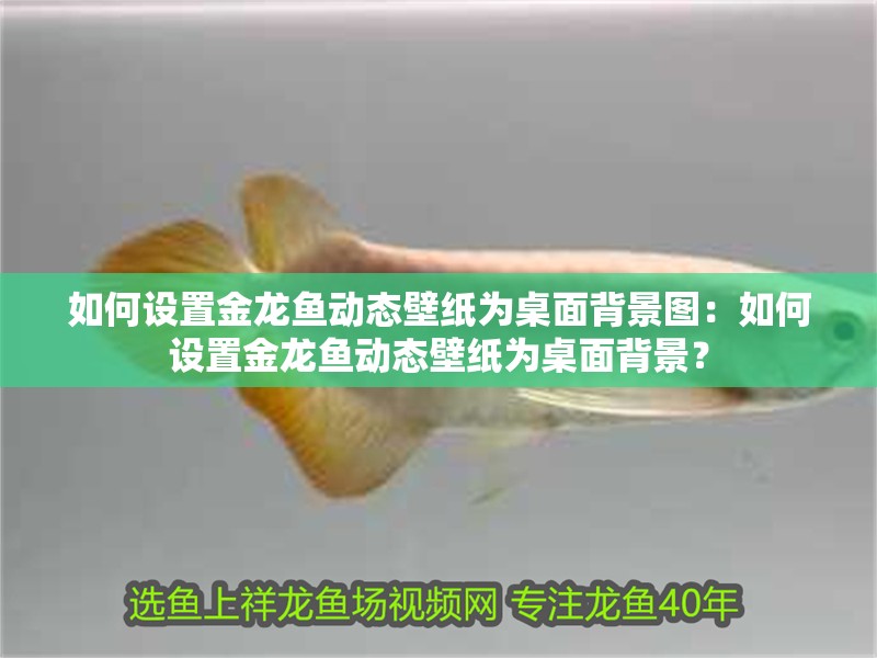 如何設置金龍魚動態壁紙為桌面背景圖：如何設置金龍魚動態壁紙為桌面背景？