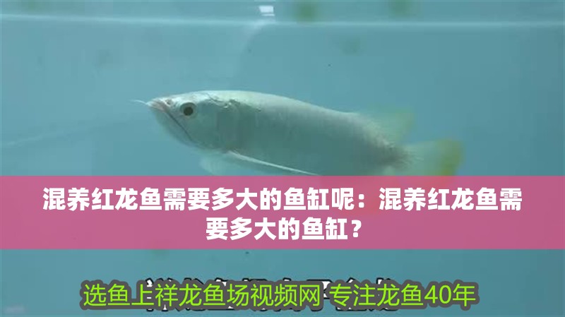 混養紅龍魚需要多大的魚缸呢：混養紅龍魚需要多大的魚缸？