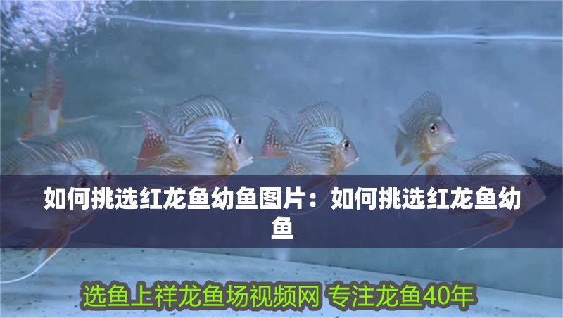 如何挑選紅龍魚幼魚圖片：如何挑選紅龍魚幼魚 如何挑選紅龍魚幼魚圖片：如何挑選紅龍魚幼魚 水族問答