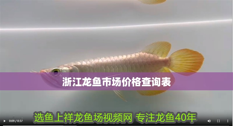 浙江龍魚市場價格查詢表