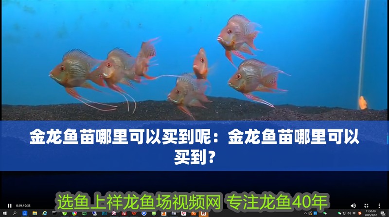 金龍魚苗哪里可以買到呢：金龍魚苗哪里可以買到？ 金龍魚苗哪里可以買到呢：金龍魚苗哪里可以買到？ 水族問答