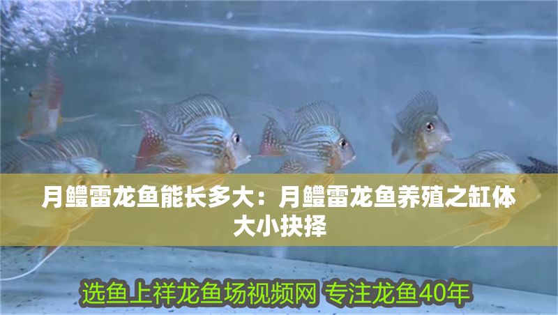 月鱧雷龍魚能長多大：月鱧雷龍魚養(yǎng)殖之缸體大小抉擇